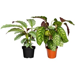 Korbmarante - Calathea Crocata, 50-60 cm, Ø17 cm Topf, 2er Set