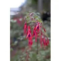 Pflanzen Für Dich Fuchsia magellanica 'Riccartonii', winterhart, rot-violett, 30–40