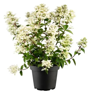 Pflanzen Für Dich Hydrangea paniculata 'Wim's Red', Rispenhortensie, rot, 40–60 cm