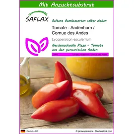 SAFLAX - Tomate - Andenhorn/Cornue des Andes - 10 Samen - Mit keimfreiem Anzuchtsubstrat - Lycopersicon esculentum
