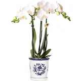 Kolibri Orchideen Weiße Phalaenopsis Orchidee Amabilis + Malaga Ziertopf Blau - Topfgröße 9cm Blühende Zimmerpflanze
