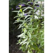 Pflanzen Für Dich Aloysia triphylla, Zitronenverbene, ca. 9x9 cm Topf