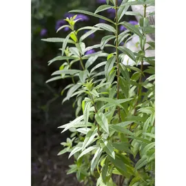 Pflanzen Für Dich Aloysia triphylla, Zitronenverbene, ca. 9x9 cm Topf