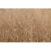 Pflanzen Für Dich Panicum Virgatum Heavy Metal Rutenhirse Blaugrün