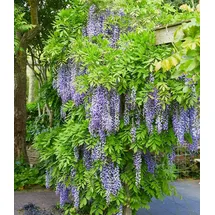 BALDUR Garten 1x Blauregen Blue Moon, Pflanze im 2 Liter-Topf, winterhart, bienenfreundlich, pflegeleicht, Wasserbedarf gering, blühende Kletterpflanze, Wisteria macrostachya