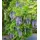 BALDUR Garten 1x Blauregen Blue Moon, Pflanze im 2 Liter-Topf, winterhart, bienenfreundlich, pflegeleicht, Wasserbedarf gering, blühende Kletterpflanze, Wisteria macrostachya