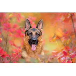 Fototapete PAPERMOON "Hund in Natur", bunt, B:4,00m L:2,60m, Vlies, Tapeten