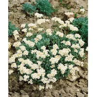 Pflanzen Für Dich Achillea umbellata, Silber-Garbe, ca. 9x9 cm