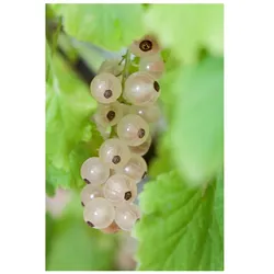 Ribes rubrum 'Weiße Versailler', Weiße Johannisbeere, 90 cm Stammhöhe