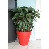 riviera system Riviera Ø 50 x 46 cm Rot