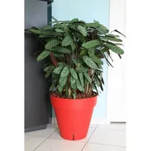 riviera system Riviera Ø 50 x 46 cm Rot
