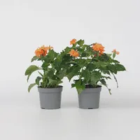 Plant in a Box - Crossandra 'Fortuna' - Höhe