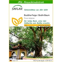 SAFLAX - Buddha-Feige/Bodhi-Baum - 100 Samen - Mit keimfreiem
