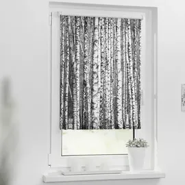 Lichtblick Seitenzugrollo Klemmfix Motiv Birken 45 x 150 cm schwarz/weiß