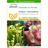 SAFLAX - Schlauch- / Kannenpflanze - 10 Samen -