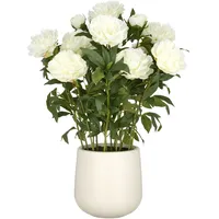 Creativ green »Peonie«, im eleganten Topf Creativ green creme
