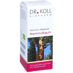 Gemmo Mazerat Mammutbaum Dr.Koll Sequoia gigantea