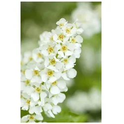 Prunus padus, Traubenkirsche, 60–100 cm, duftend