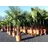 gruenwaren jakubik XXL Palme winterhart 180 cm Trachycarpus fortunei, Hanfpalme,