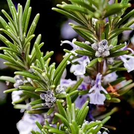 YODEYMA Capri Eau de Cologne 100 ml