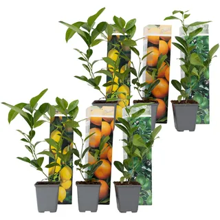 Plant in a Box - Zitruspflanzenmischung - 6 Stk - Citrus limon - Höhe 25-40cm - Topf 9cm