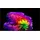 LG OLED83G67LW 83" 4K OLED evo AI Smart TV G6