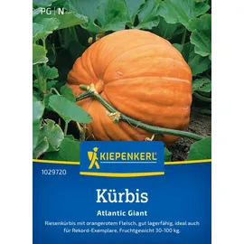 Kiepenkerl Saatgut, Kürbis Atlantic Giant'
