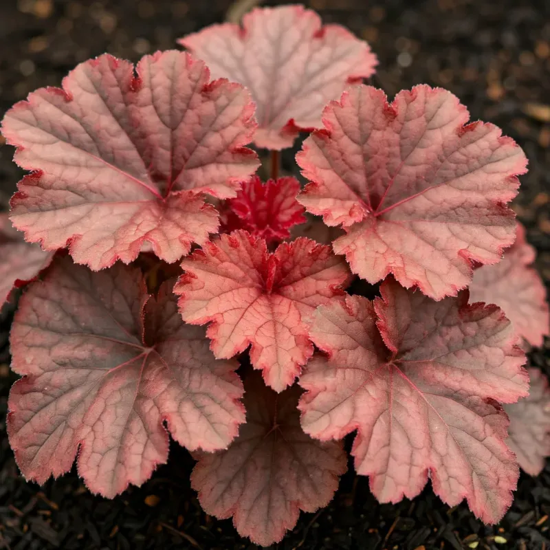 Heuchera – Heuchera 'Forever Red'