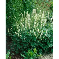 Pflanzen Für Dich Aconitum lycoctonum Ssp.vulp.'ivorine' Wolfs-eisenhut ca. 9x9