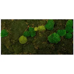 Bild mit Rahmen BÖNNINGHOFF "Mixmoos", grün (farbe rahmen: weiß, farbe bild(er): grün), B:120cm H:60cm T:5,5cm, Holz, Bilder, jedes Bild ein Unikat, BxH: 120x60 cm
