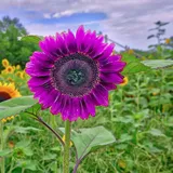 100 Teile/beutel Sonnenblumenkerne Non-GMO Einjährige Pflanze Purples Marguerite Blumensämlinge Blume Obstbaum Gemüsesamen Sonnenblumenkerne