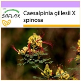 Saflax - Pfauenstrauch - 10 Samen - Caesalpinia gillesii