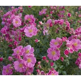 Bodendeckerrose 'Bienenweide®', rosa