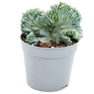 EXOTENHERZ Heidelbeer-Kaktus Kammform Myrtillocactus Geometrizans Cristata Außergewöhnlicher Kaktus 6,5cm Topf