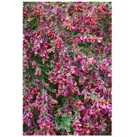 Pflanzen Für Dich Cytisus scoparius 'Johnson's Crimson', Besenginster, rot,