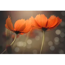 Fototapete PAPERMOON "Photo-Art VU THIEN VU, FREUNDE", bunt, B:4,00m L:2,60m, Vlies, Tapeten