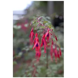 Fuchsia magellanica 'Riccartonii', winterhart, rot-violett, ca. 9x9 cm Topf