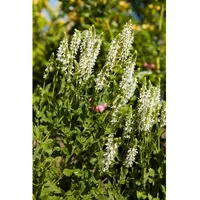 Pflanzen Für Dich Salvia nemorosa Adrian Steppensalbei, ca. 9x9