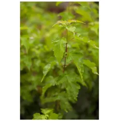 Acer ginnala, Feuer-Ahorn, 60–100 cm, leuchtend rot