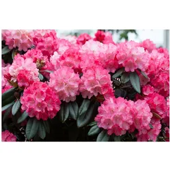 Rhododendron yakushimanum 'Fantastica', rosa-rot, 30–40 cm