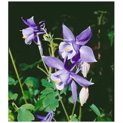 Aquilegia alpina, Alpen-Akelei, blau, ca. 9x9 cm Topf