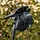 Lezyne Caddy Kit 0,5l Satteltasche schwarz