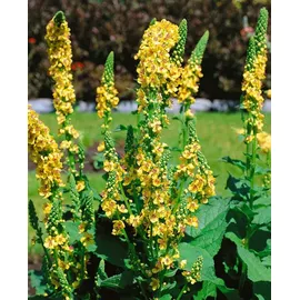 PlantaPro Verbascum chaixii 'Sixteen Candles' 9x9 cm Topf – Winterhart, Mehrjährig, Pflegeleicht – Königskerze – Staude für Beet & Garten
