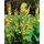 PlantaPro Verbascum chaixii 'Sixteen Candles' 9x9 cm Topf – Winterhart, Mehrjährig, Pflegeleicht – Königskerze – Staude für Beet & Garten