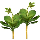 Creativ green Kunstpflanze »Echeveria mit Blüte«, 3er Set, grün