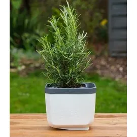 Gusta Garden Herbs Buddy 15,3 x 14,8 x 14 cm Weiß