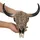 MCW Deko Schädel Longhorn