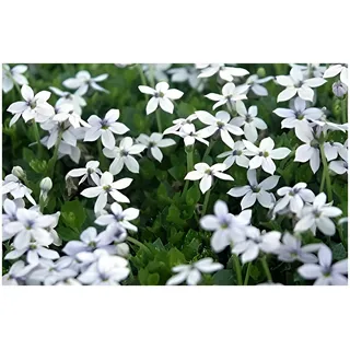 Stauden Gänge1 x Isotoma fluviatilis 'White (Winterhart/Staude/Bodendecker/Mehrjährig/Stauden) Weißer Bubikopf/Gaudich - Dauerblüher - Ein Blütenmeer aus strahlendem Weiß - Rasenersatz