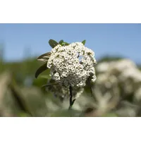 Die nr-01.de Prager Schneeball 30-40cm - Viburnum pragense