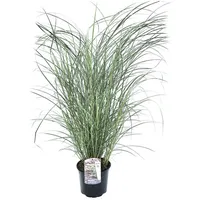 Plant in a Box - Chinaschilf Zebrinus - Miscanthus